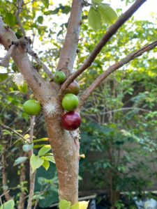 Jabuticaba